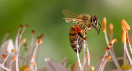 Protege a las abejas con un bebedero fácil de elaborar