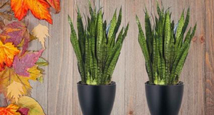 Lengua de suegra: Aprende a cuidar tu Sansevieria de forma sencilla en este otoño