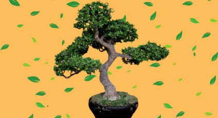 Planta de jade: Crea tu propio arbolito de la buena suerte con tu Crassula Ovata