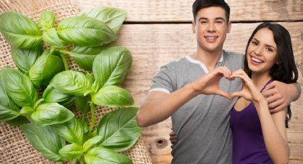 Coloca la albahaca en este lugar y atrae el amor de tu vida en este 2024