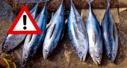 ¿Se puede comer pescado o marisco tras el vertido de pellets en Galicia? Esto se sabe