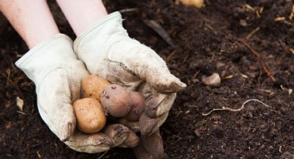 Paso a paso, ¿cómo plantar patatas en casa y comenzar con una dieta más saludable?