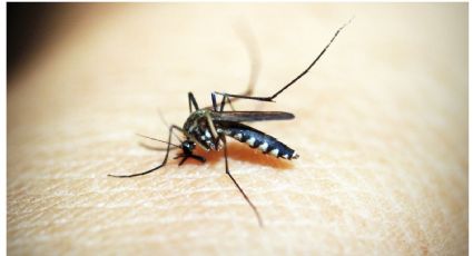 Mezcla azúcar con estos ingredientes de cocina para eliminar mosquitos de tu casa