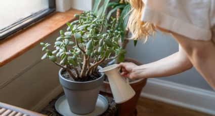 La poderosa razón por la que el árbol de Jade debe ser colocado en la cocina