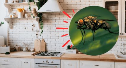 Truco con vinagre de manzana para matar mosquitos pequeños de la cocina