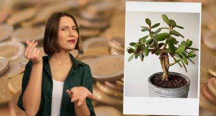 Árbol de Jade: 3 consejos para cuidar de la planta del dinero y atraer abundancia