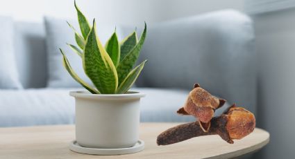 Sansevieria: Estos son los grandes beneficios de colocar clavo de olor en tu lengua de suegra