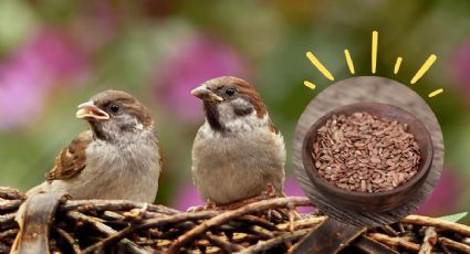 Aprovecha las semillas de lino de tu alacena para hacer alimento para las aves