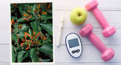 Planta de la insulina: Así la debes preparar para prevenir la diabetes