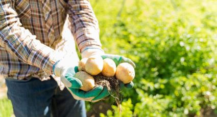 ¿Cómo cultivar patatas en casa? Así puedes tener tus propios alimentos