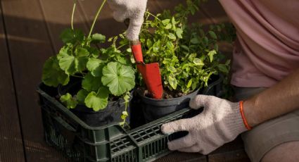 4 hortalizas que puedes sembrar en tu huerto casero durante febrero