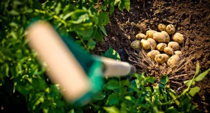 ¡No tires las cáscaras de patata! Así puedes cultivarlas para tener tu huerto en casa