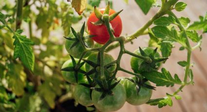 Guía rápida para cultivar tomates en maceta paso a paso