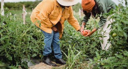 El ingrediente de cocina que podría subir de precio por la protesta de agricultores