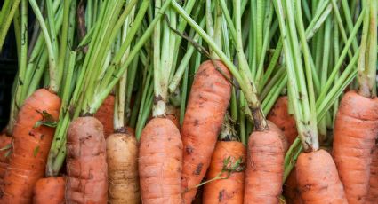 Así puedes cultivar tus propias zanahorias en casa y de paso ahorrar un par de euros