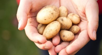 Esto es lo que le pasa a tu cuerpo si comes patatas a diario