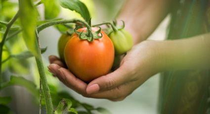 Cultiva tu propia planta de tomate para tener frutos grandes y jugosos con este método de jardinería