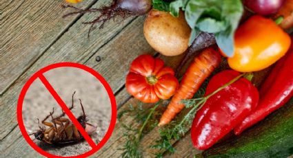 ¿Cómo acabar con las cucarachas pequeñas de la cocina? 3 alimentos que ayudarán