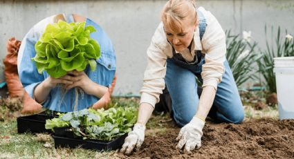 Prepara las mejores semillas para plantar en abril para el huerto urbano