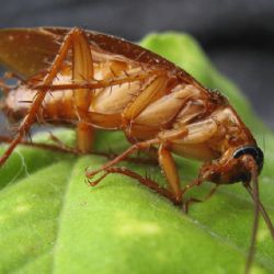 ¡Cuida la cocina! Alertan por plaga de “cucarachas mutantes” para el verano