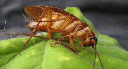 ¡Cuida la cocina! Alertan por plaga de “cucarachas mutantes” para el verano