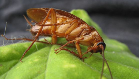 ¡Cuida la cocina! Alertan por plaga de “cucarachas mutantes” para el verano