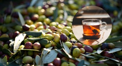 5 beneficios de consumir hojas de olivo que ayudarán al cuerpo