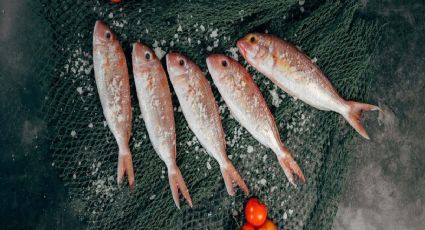 Los pescados con menos mercurio en España que puedes añadir a tu dieta