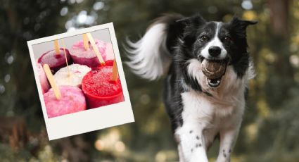 Consciente a tus perros con unos polos helados para el calor