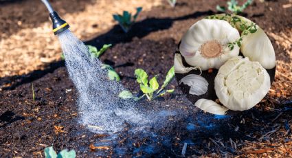 Elimina los hongos de tus plantas con 3 ingredientes de cocina