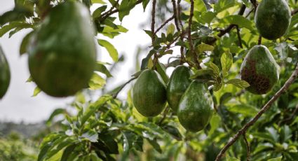 La técnica para germinar la semilla de aguacate en agua e iniciar un huerto urbano