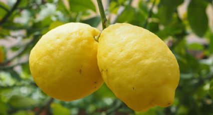 Truco de jardinería para germinar una semilla de limón en un huerto urbano