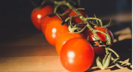 Tip de jardinería para cultivar tomates cereza en maceta