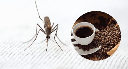 Aleja las plagas de casa con un sencillo truco con una taza de café