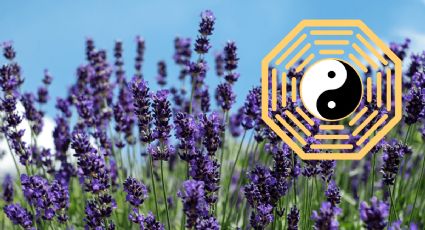 Feng Shui: Dónde ubicar la planta de lavanda y cómo usarla en una infusión