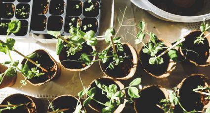 Crea tu mini huerto en una maceta grande con unos consejos de jardinería