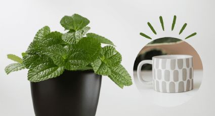 DIY: Convierte tu taza vieja en una maceta para cultivar plantas aromáticas