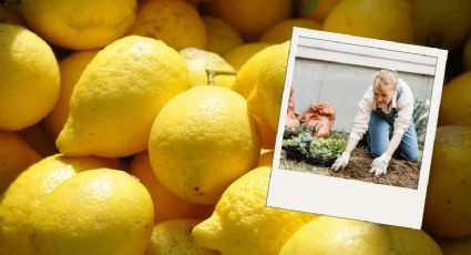 Limones en casa: Así puedes crecer tu propio árbol limonero